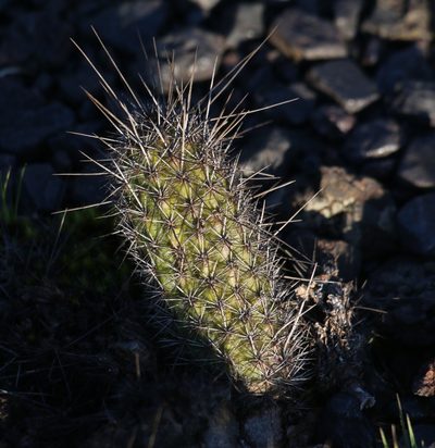 Arthrocereus glaziovii, photographed by Paulo Gonçalves Carvalho