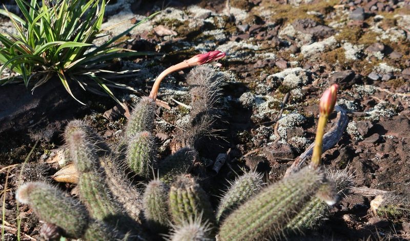 Arthrocereus glaziovii, photographed by Paulo Gonçalves Carvalho