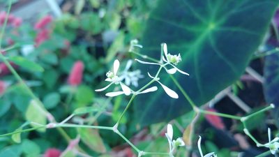 Euphorbia graminea, photographed by Ryan Sorrells