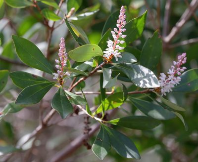 Cliftonia monophylla, photographed by Lauren McLaurin