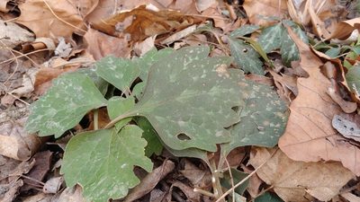 Pachysandra procumbens, photographed by Ryan Sorrells
