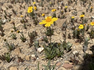 Coreopsis calliopsidea, photographed by Matt Berger