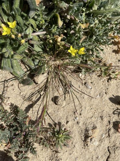 Schismus arabicus, photographed by Matt Berger