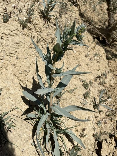 Amsinckia vernicosa, photographed by Matt Berger
