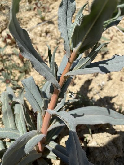 Amsinckia vernicosa, photographed by Matt Berger