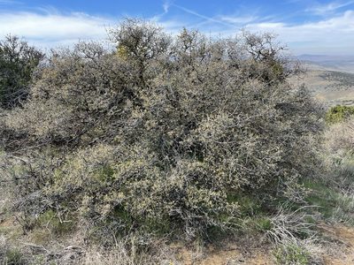 Quercus john-tuckeri, photographed by Matt Berger