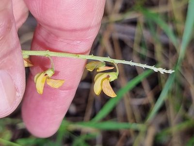 Crotalaria lanceolata, photographed by Martin Rady