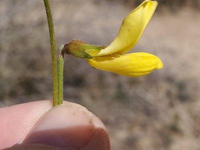Acmispon rigidus, photographed by Craig Martin