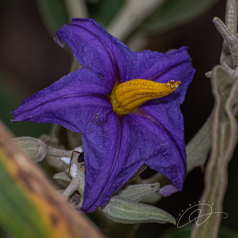 Solanum lycocarpum, photographed by Reinaldo de Oliveira Elias