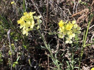 Erysimum franciscanum, photographed by Jeff Harter