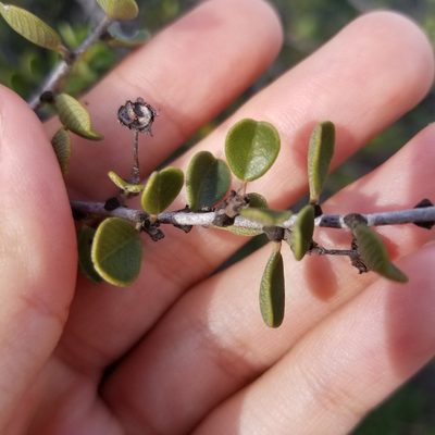 Ceanothus verrucosus, photographed by James C. Davis