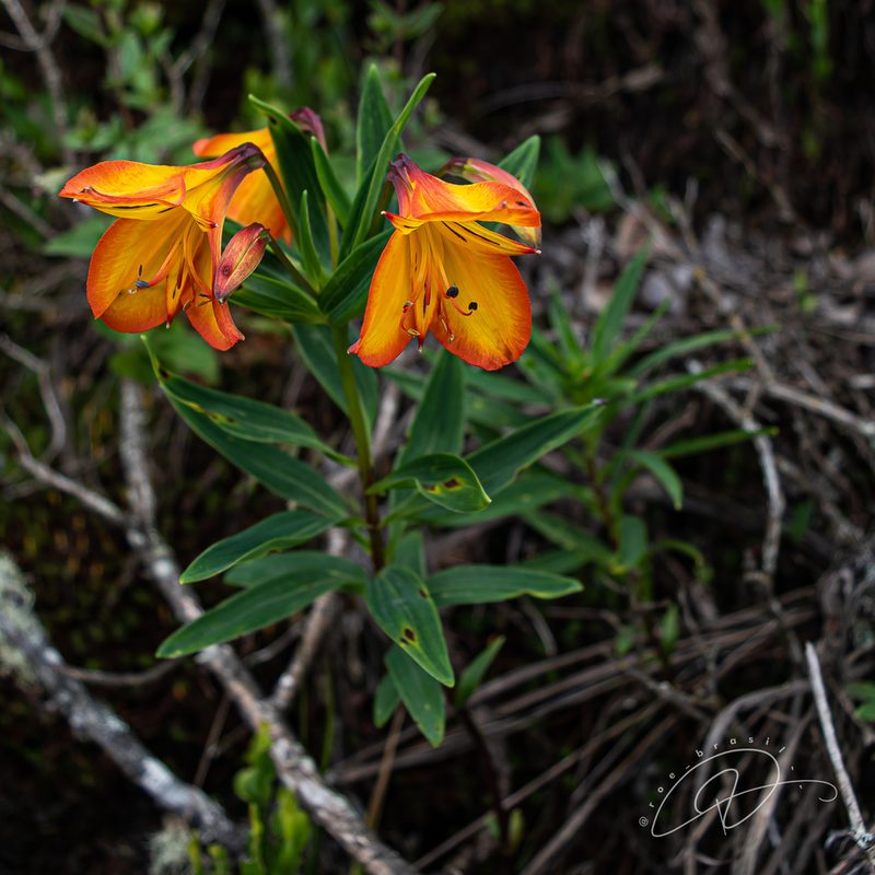 Alstroemeria foliosa, photographed by Reinaldo de Oliveira Elias