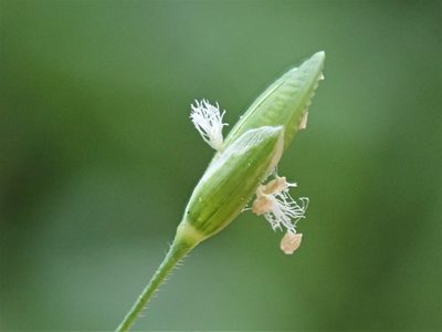 Ehrharta erecta, photographed by Saryu Mae 前 朝琉