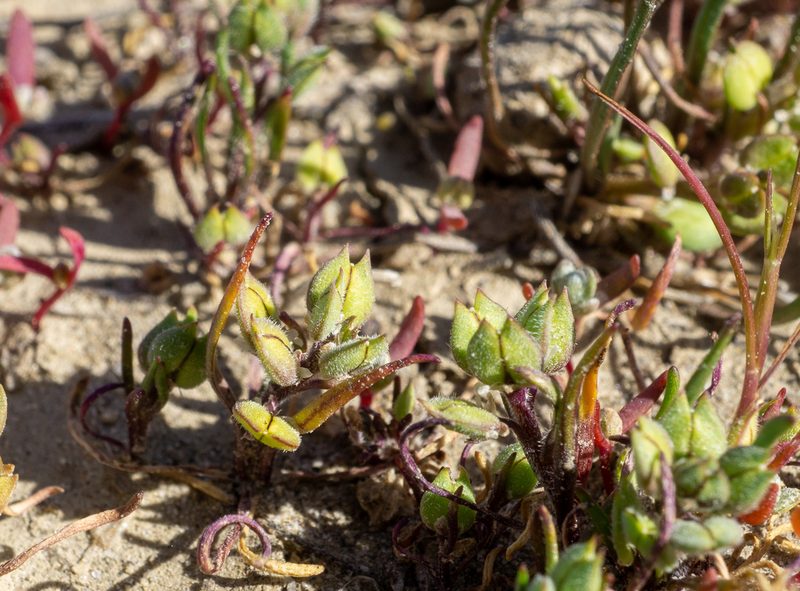Lepidium acutidens, photographed by Matt Berger