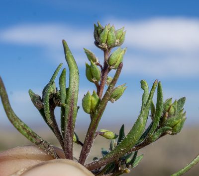Lepidium acutidens, photographed by Matt Berger