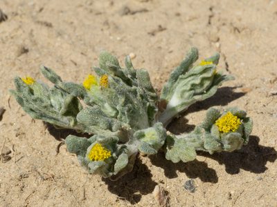 Monolopia congdonii, photographed by Matt Berger