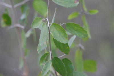 Celtis pallida, photographed by er-birds