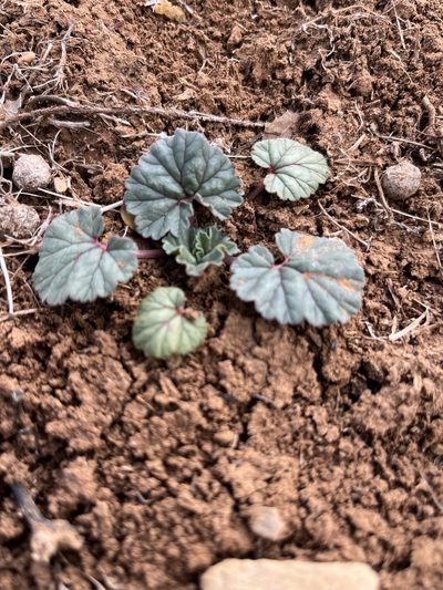 California macrophylla, photographed by Kristen Nelson