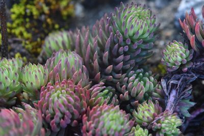 Petrosedum forsterianum, photographed by Braden J. Judson