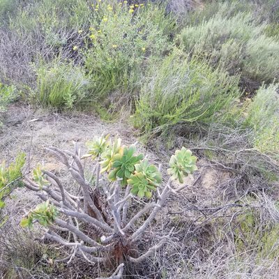 Aeonium arboreum, photographed by James C. Davis