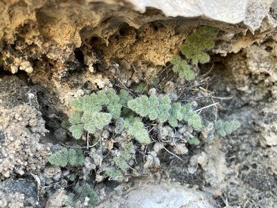 Myriopteris parryi, photographed by Matt Berger