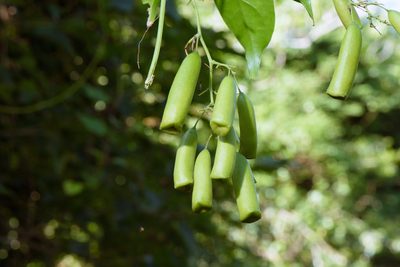 Neoalsomitra clavigera, photographed by Cheng-Tao Lin