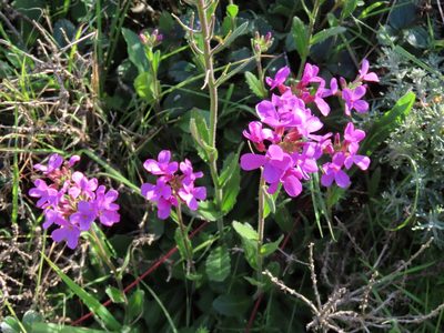 Arabis blepharophylla, photographed by Jeff Harter