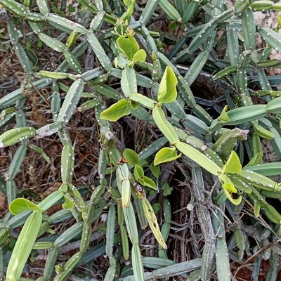 Cissus quadrangularis