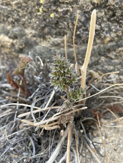 Lomatium rigidum, photographed by Matt Berger