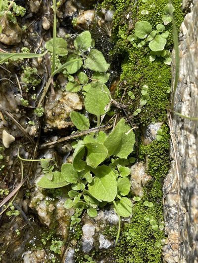 Erythranthe bergeri, photographed by Matt Berger