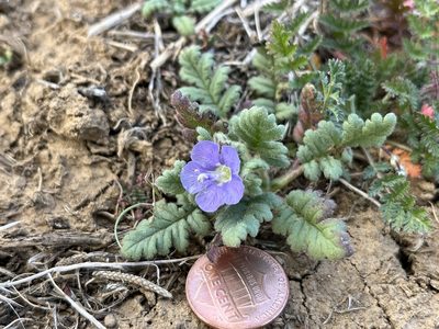 Phacelia ciliata, photographed by Kristen Nelson