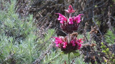 Salvia spathacea, photographed by Jeff Harter