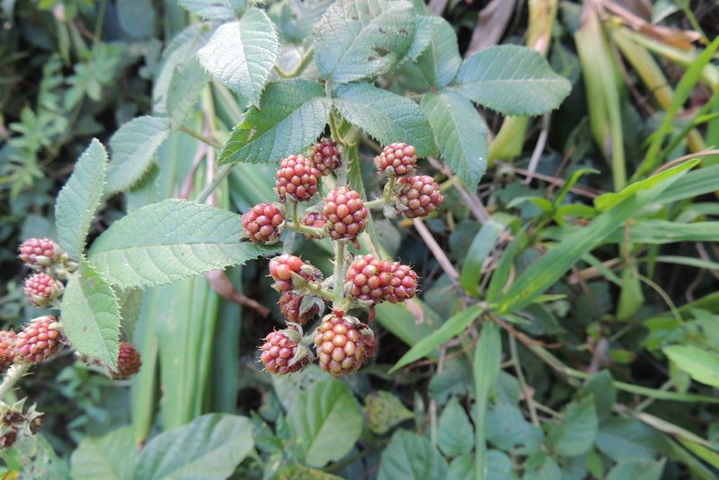 Rubus sellowii, photographed by William G. Borges