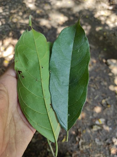 Trophis racemosa, photographed by Miguel Sho