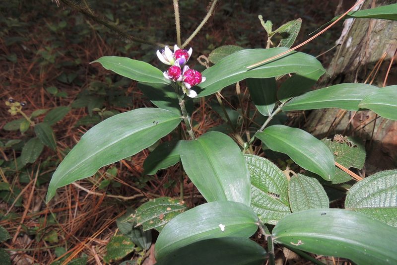 Dichorisandra hexandra, photographed by William G. Borges