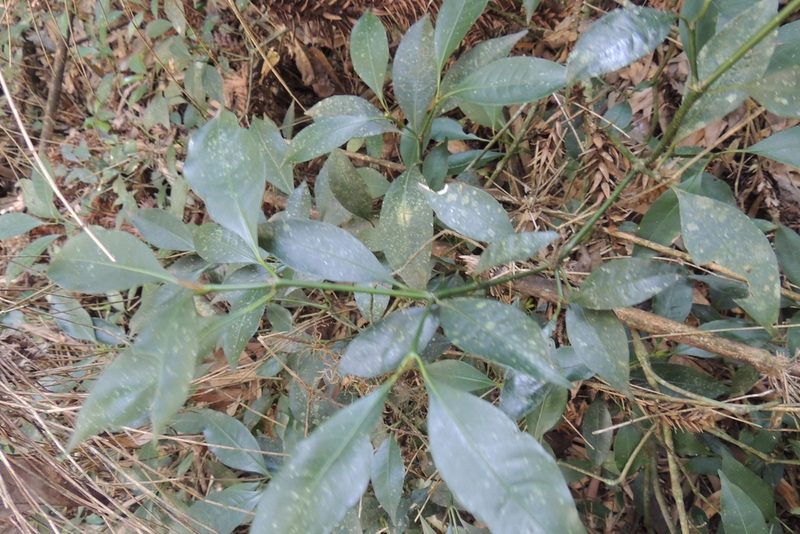 Psychotria suterella, photographed by William G. Borges