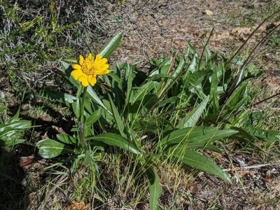 Helianthella castanea, photographed by Ken-ichi Ueda