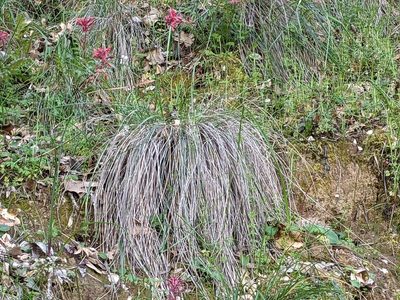 Festuca californica, photographed by Ken-ichi Ueda
