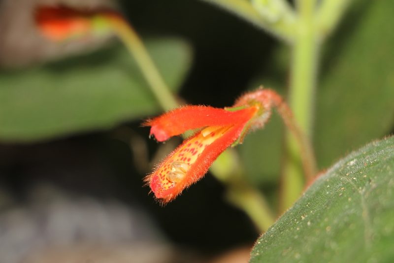 Kohleria hirsuta, photographed by Andrés Ramírez-Barrera