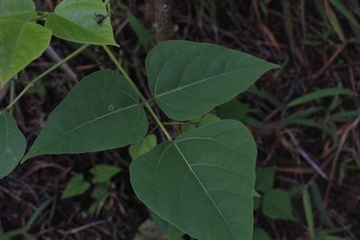 Erythrina edulis, photographed by Andrés Ramírez-Barrera