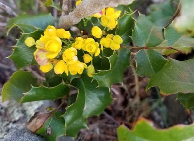 Berberis pinnata, photographed by Jonathan Curley