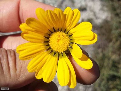 Ursinia oreogena, photographed by Chris Vynbos
