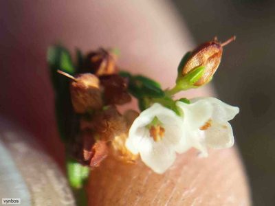 Erica multiflexuosa, photographed by Chris Vynbos