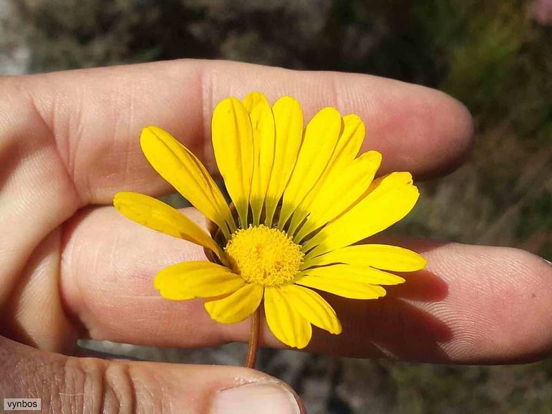 Ursinia oreogena, photographed by Chris Vynbos