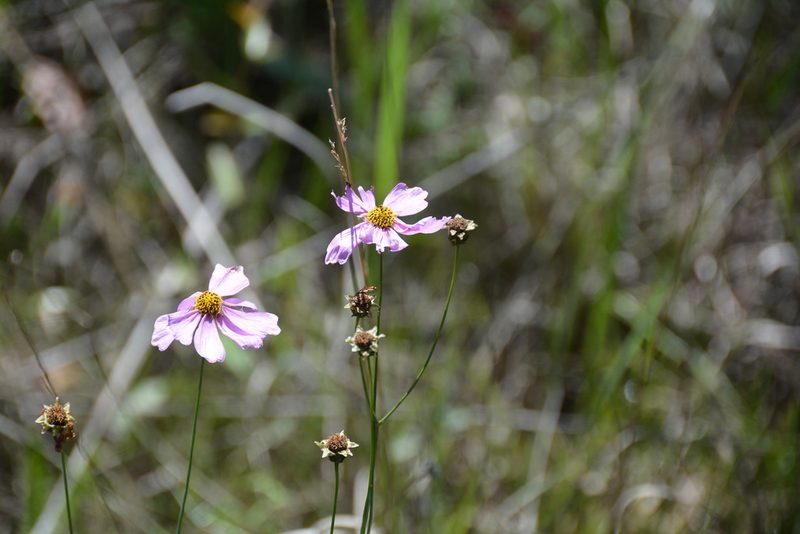 Coreopsis nudata, photographed by Daniel Patterson