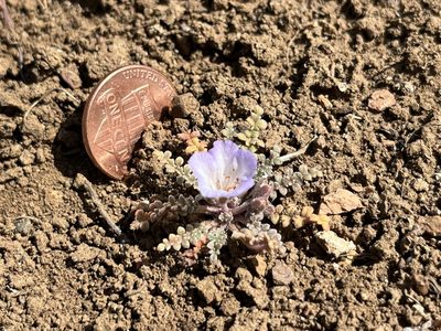 Phacelia douglasii, photographed by Kristen Nelson