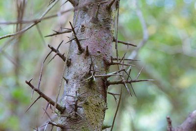 Scolopia oldhamii, photographed by Cheng-Tao Lin