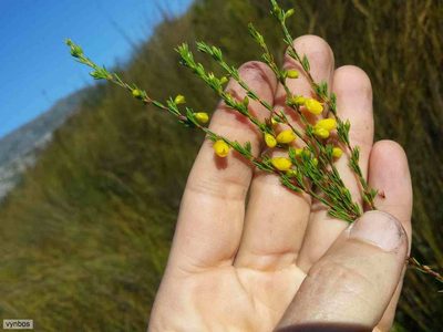 Erica campanularis, photographed by Chris Vynbos