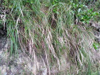 Poa anceps, photographed by Leon Perrie