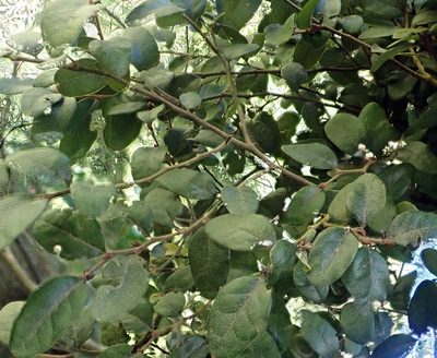 Nothofagus solandri, photographed by Peter de Lange
